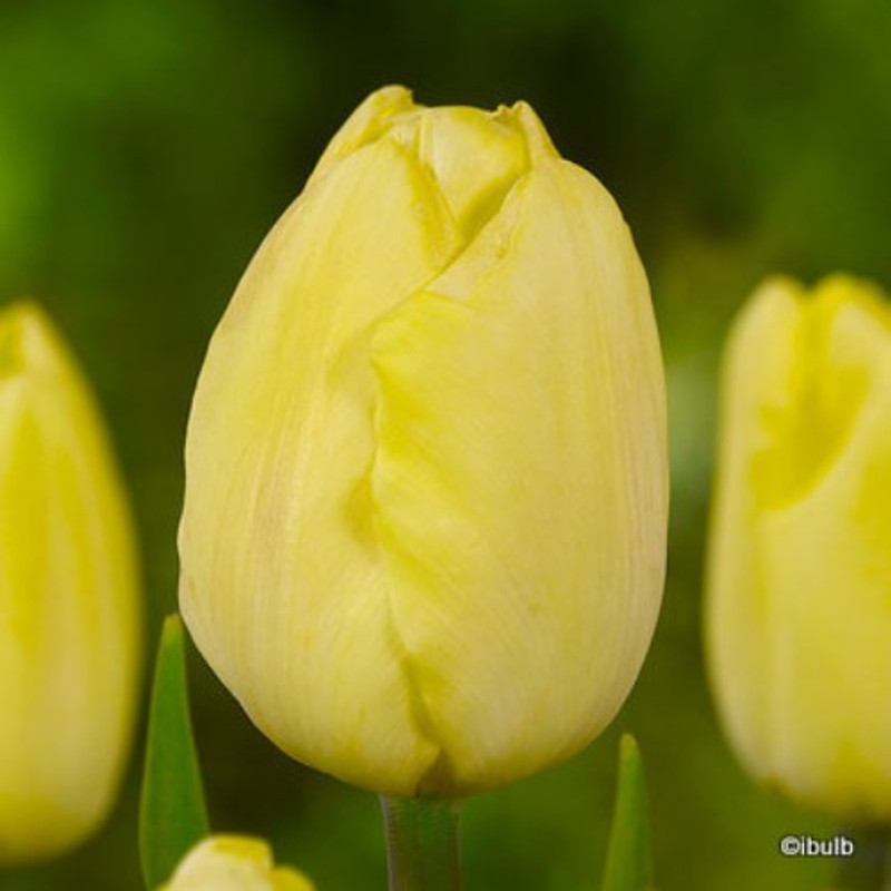 Tulip 'Golden Apeldoorn' BULK - 100 or 250 bulbs