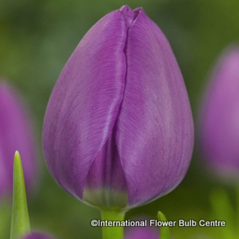 Tulip 'Negrita' BULK - 100 or 250 bulbs