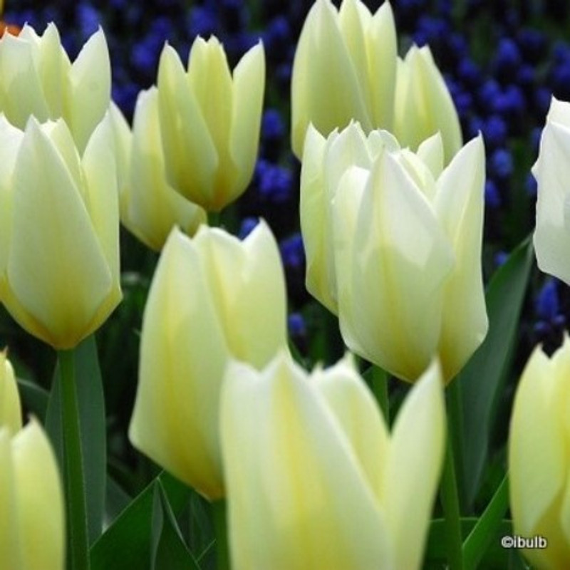 Tulip 'White Emperor' BULK - 100 or 250 bulbs