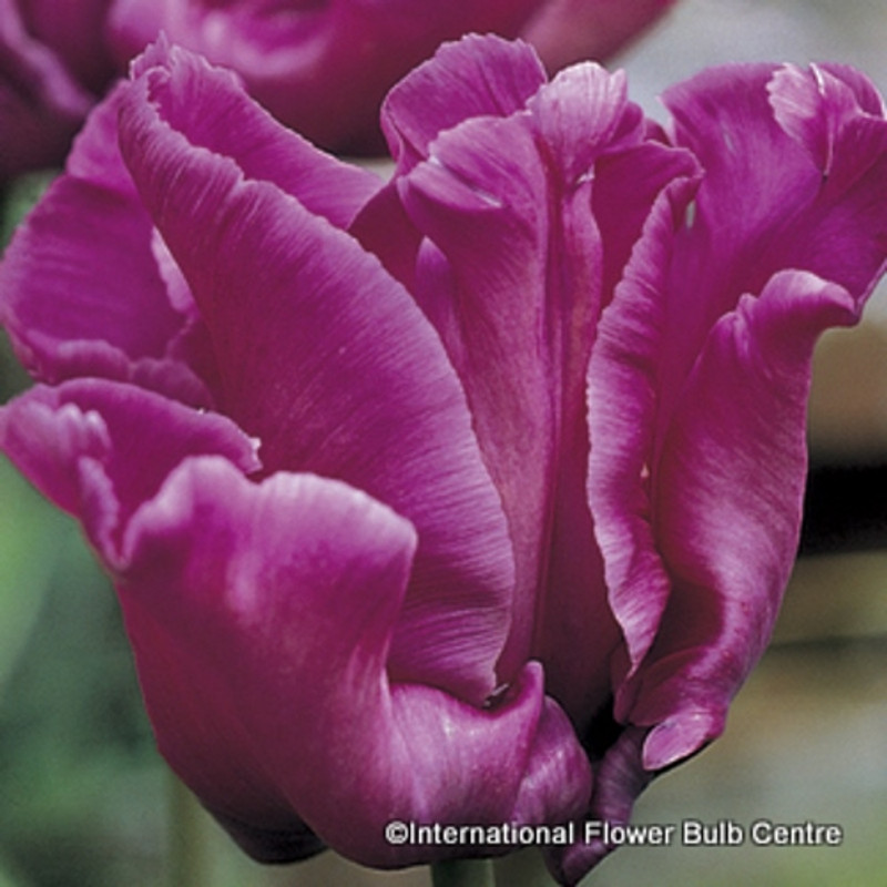 Tulip 'Blue Parrot' - PACK of 4 bulbs