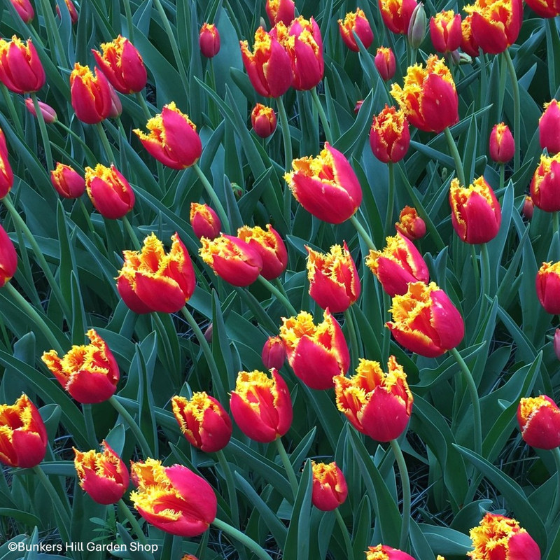 Tulip 'Dee Jay Parrot' - PACK of 5 bulbs