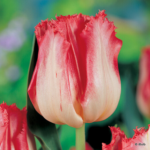 Tulip 'Lingerie' - PACK of 4 bulbs