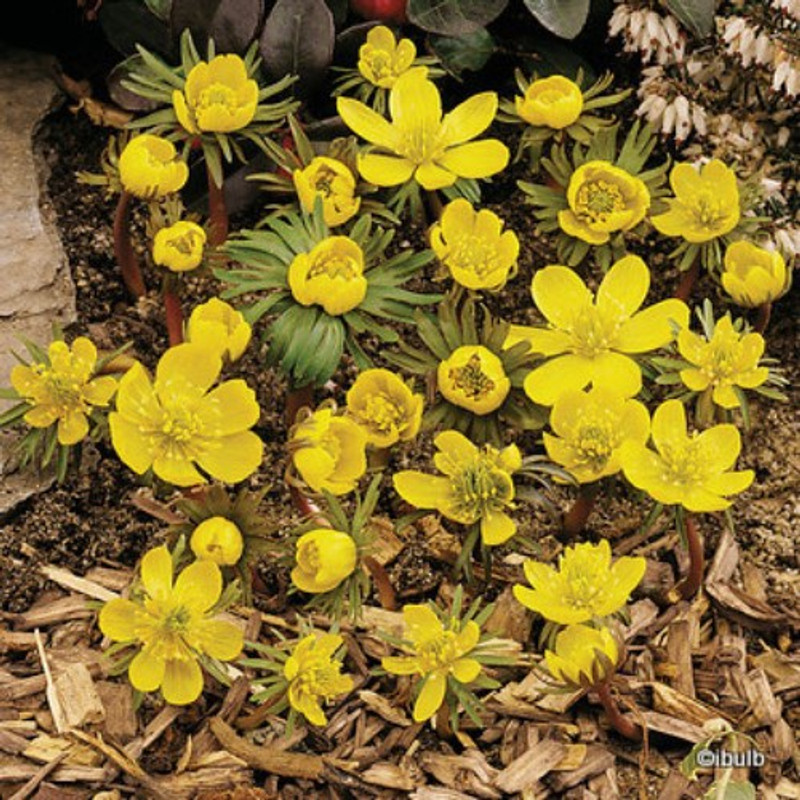 Eranthis Cilicica (Winter Aconites) PACK of 7 bulbs