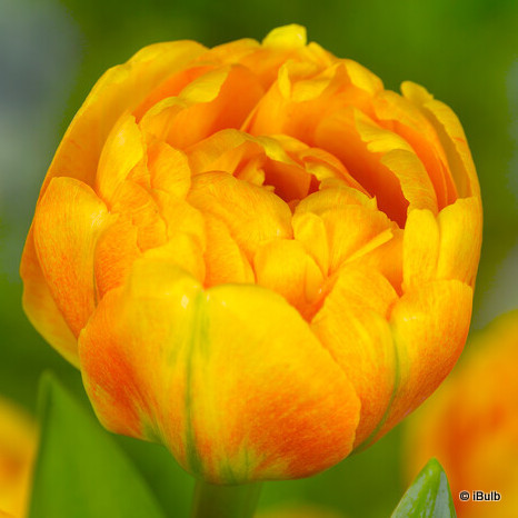Tulip 'Sun Lover'