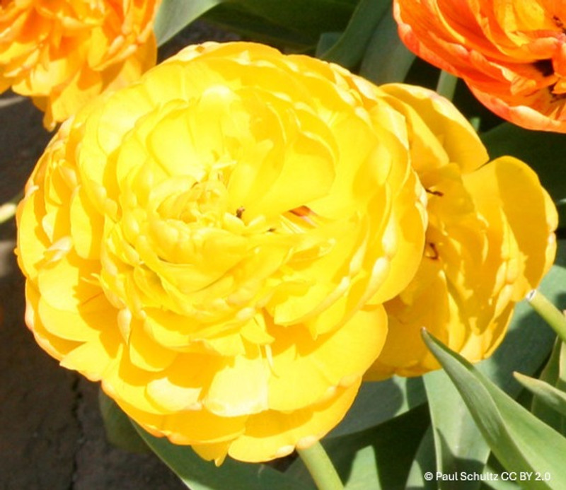 Tulip 'Yellow Baby' - PACK of 5 bulbs