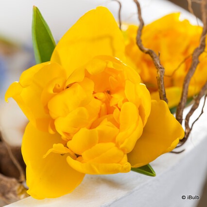 Tulip 'Yellow Baby'