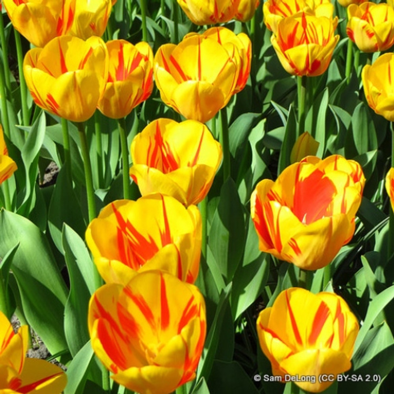 Tulip 'Golden Nizza' - PACK of 5 bulbs