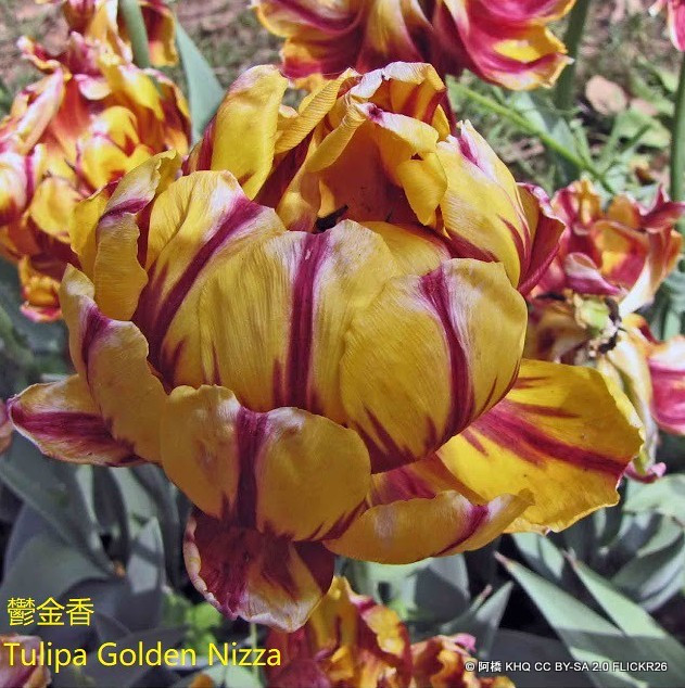 Tulip 'Golden Nizza'
