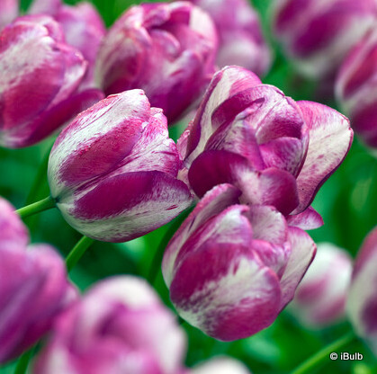 Tulip 'Hotpants'
