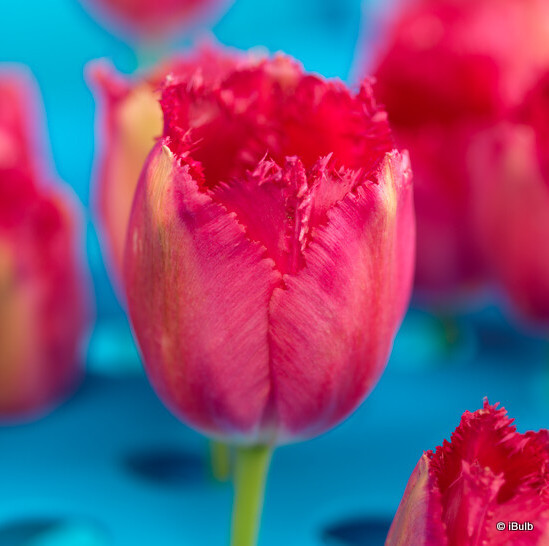 Tulip 'Burgundy Lace'