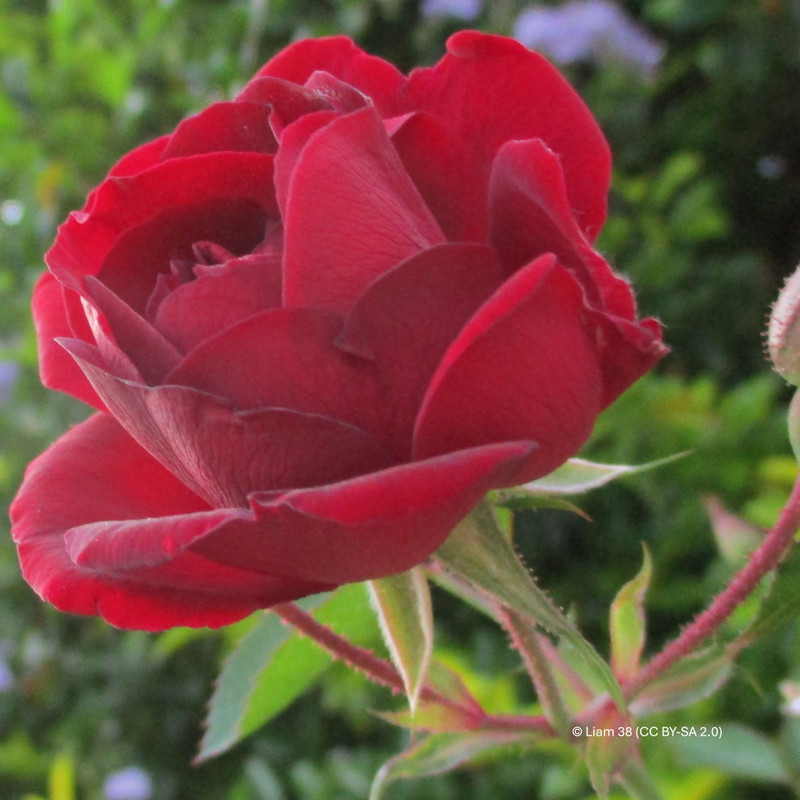 Red New Dawn - Climbing Rose