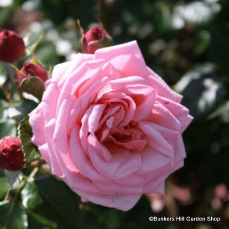 Rosy Mantle - Climbing Rose