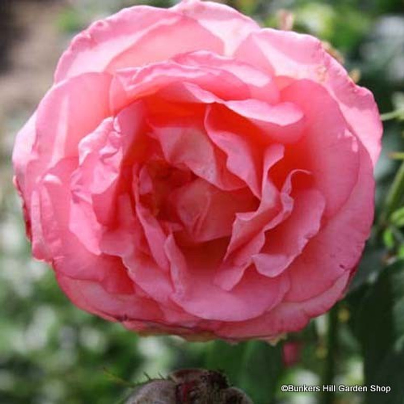 Dearest - Floribunda Rose