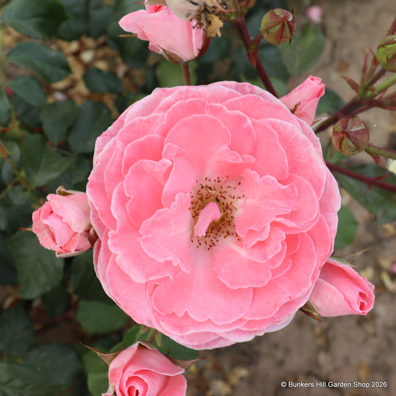 Dearest - Floribunda Rose