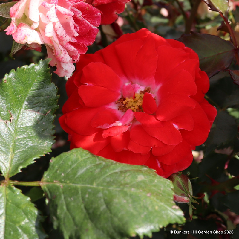 My Mum - Floribunda Rose