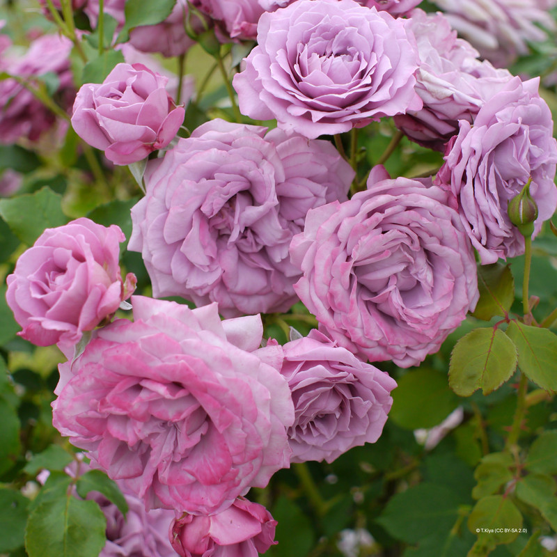 Waltz Time- Hybrid Tea Rose