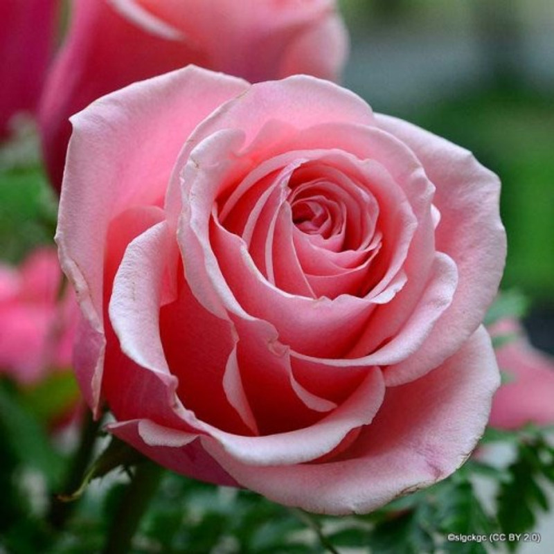 Geraldine - Shrub Rose/ Old English