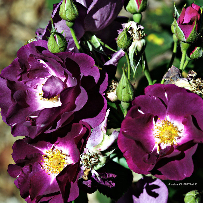 Mr Bluebird - Patio Rose
