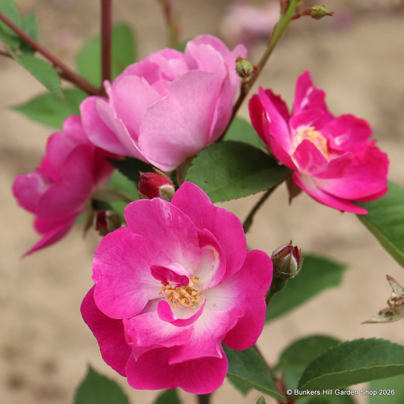 Mr Bluebird - Patio Rose