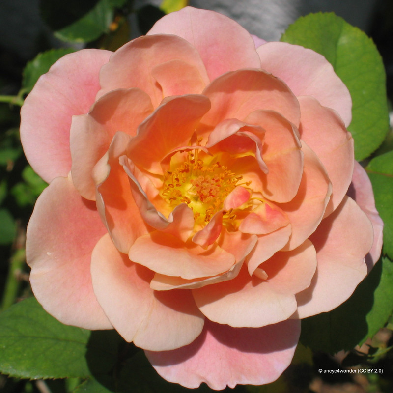 Peach Sunblaze - Patio Rose