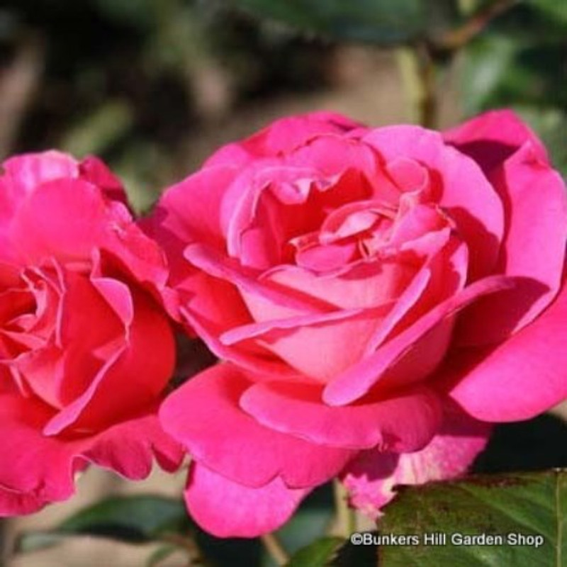 Pink Sunblaze - Patio Rose