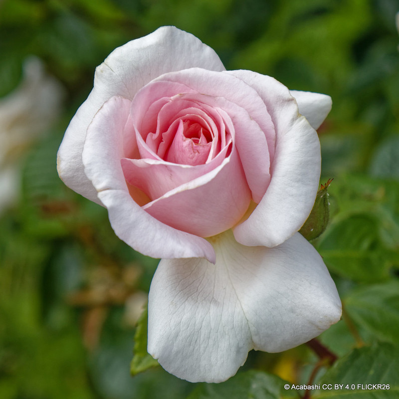 A Whiter Shade of Pale - Standard Rose
