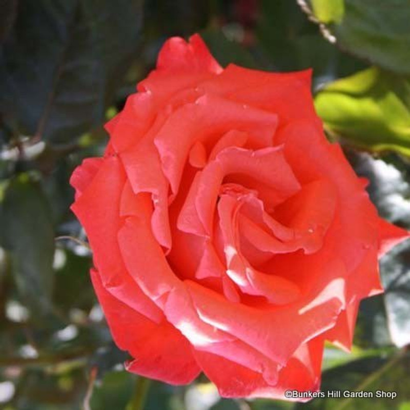 Happy Ruby Wedding - Standard Rose