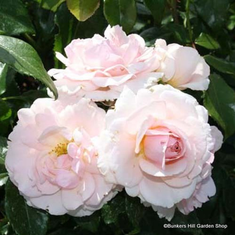 Precious Moments - Standard Rose