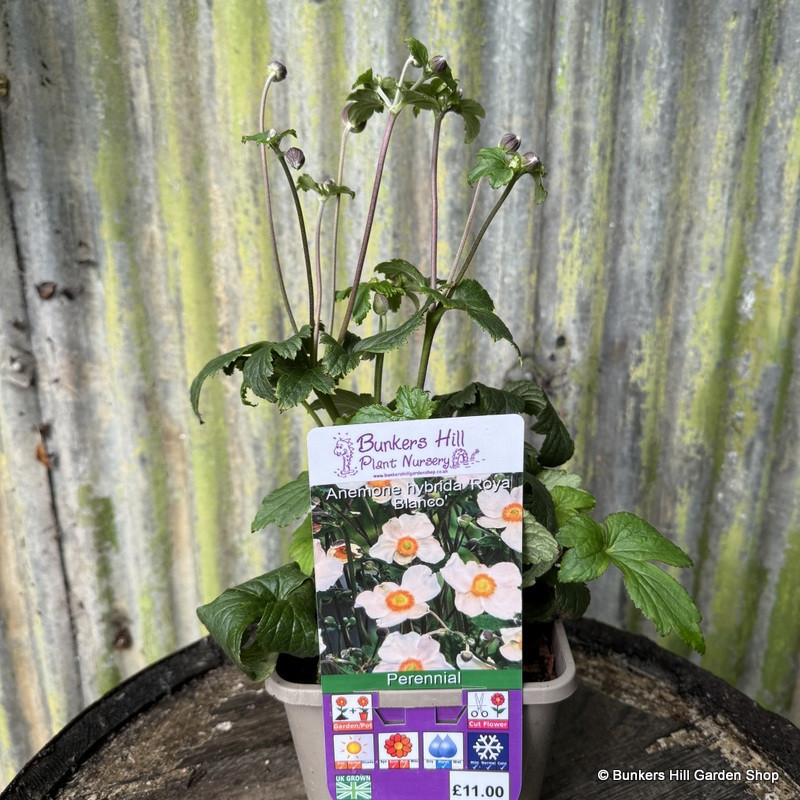 Anemone hybrida 'Royal Blanco' 3L