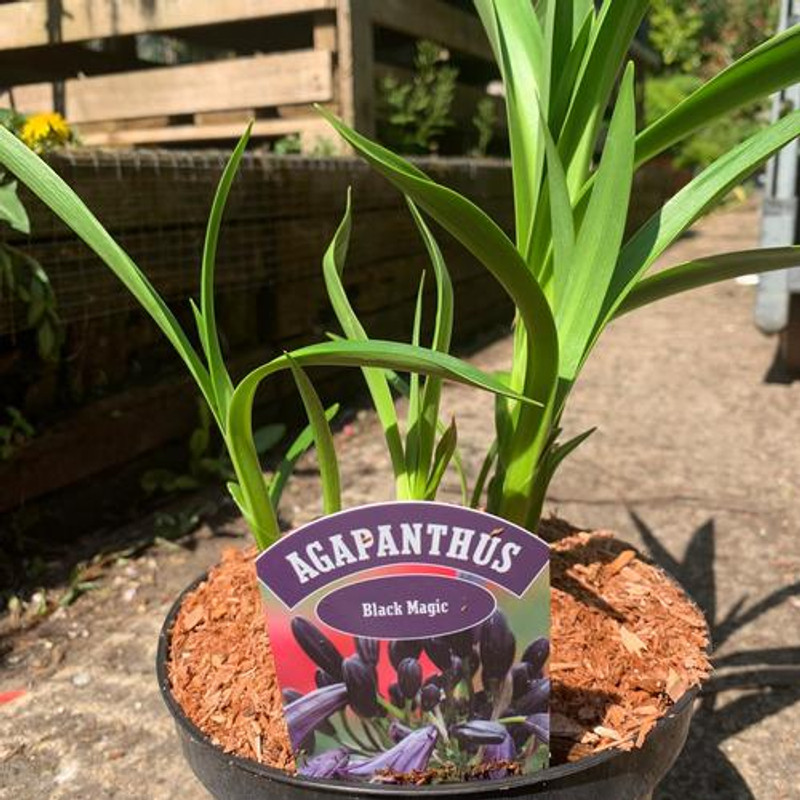 Agapanthus 'Black Magic'