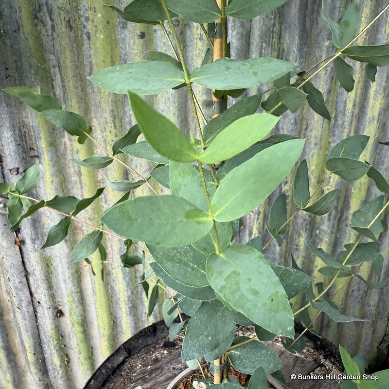 Eucalyptus coccifera