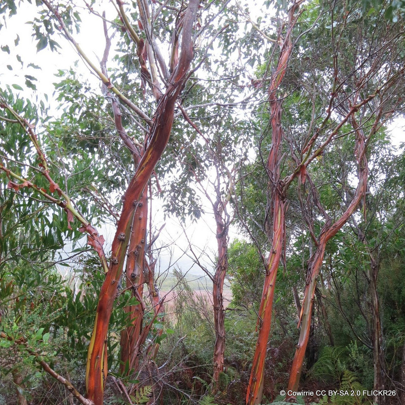 Eucalyptus coccifera