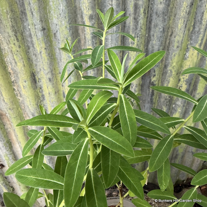 Euphorbia schillingii 2L