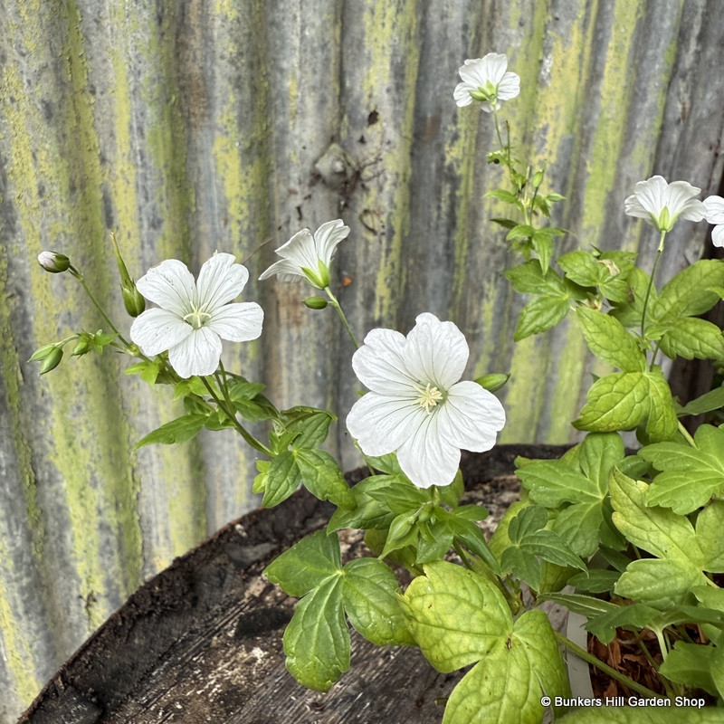 Geranium nodosum 'Silverwood' 2L