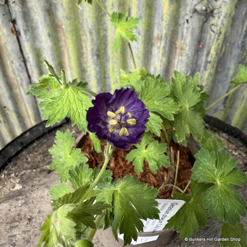Geranium phaeum 'Lilly Lovell' 2L