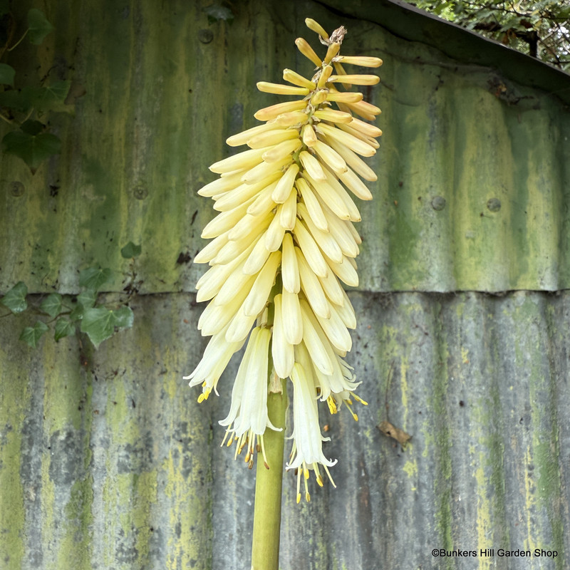 Kniphofia 'Toffee Nosed'