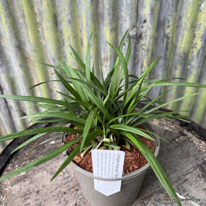 Liriope muscari  'Okina' 2L