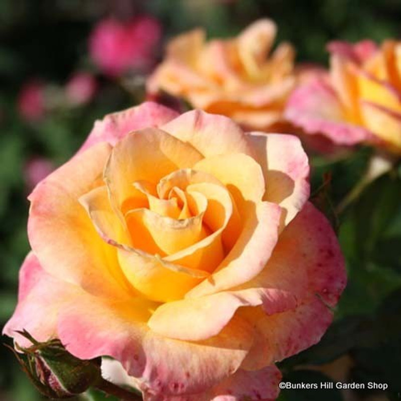 Rosa Belle Epoque 3L