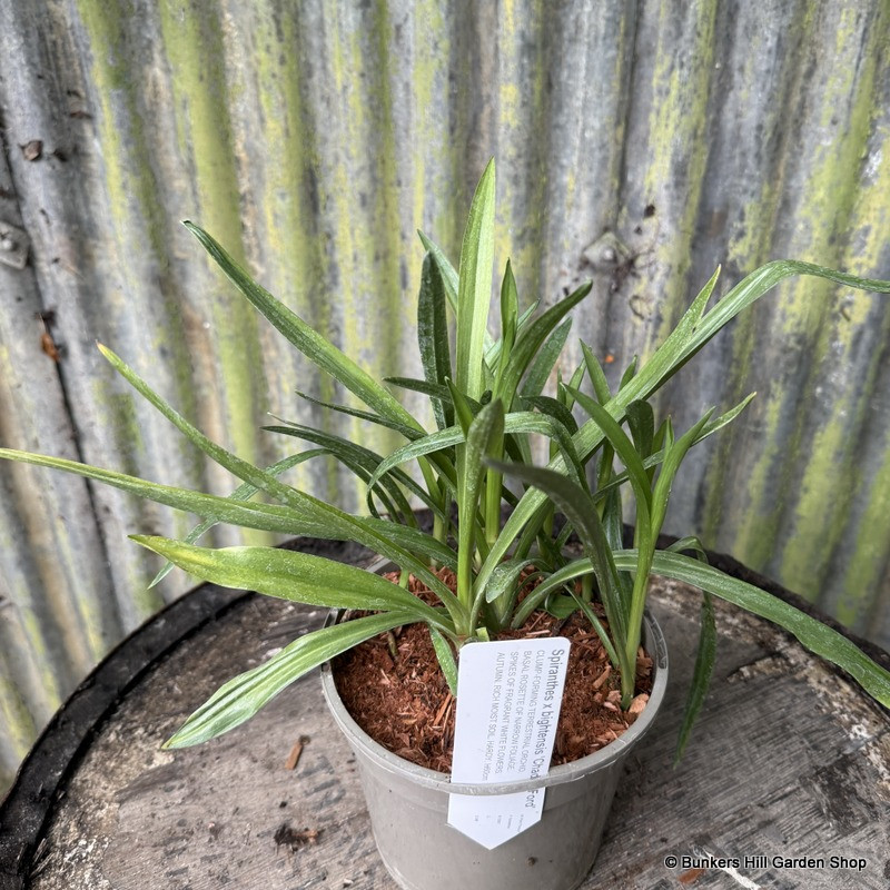 Spiranthes odorata 'Chadd's Ford'