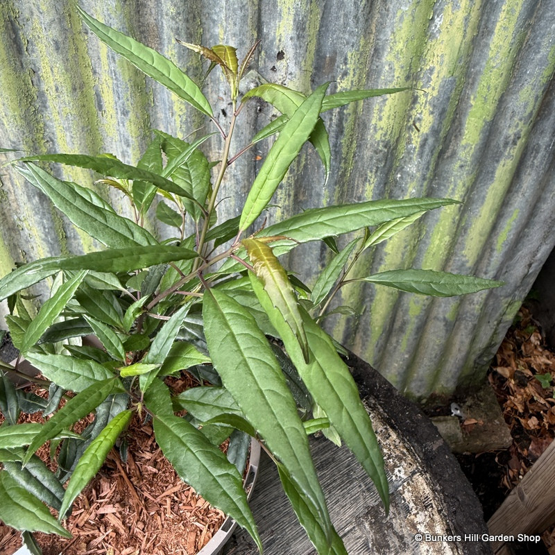 Helwingia chinensis (Narrow Leaf Form) 3L