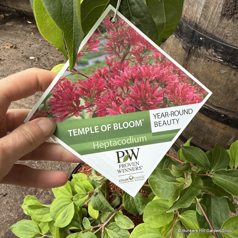 Heptacodium miconiodes 'Temple of Bloom'