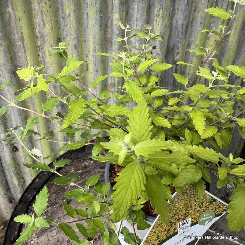 Caryopteris icana 'Sunny Blue' 3L