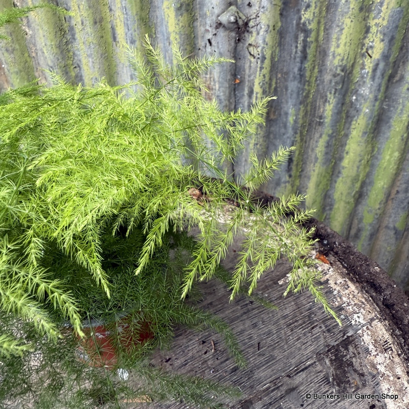 Asparagus fern  (houseplant)