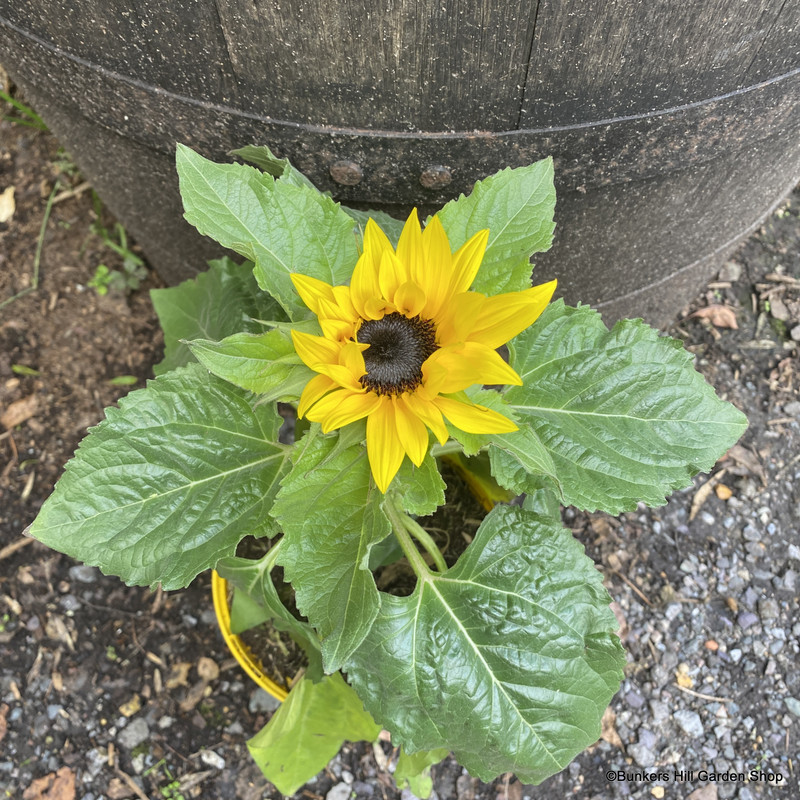 Helianthus (Dwarf Sunflower)