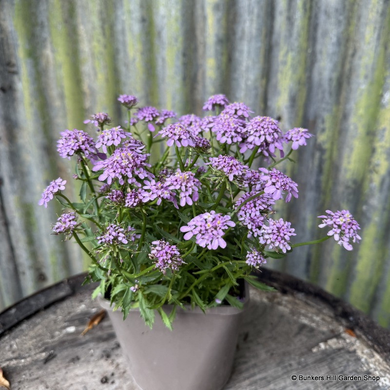 Iberis pinky purple