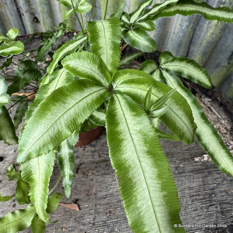 Pteris