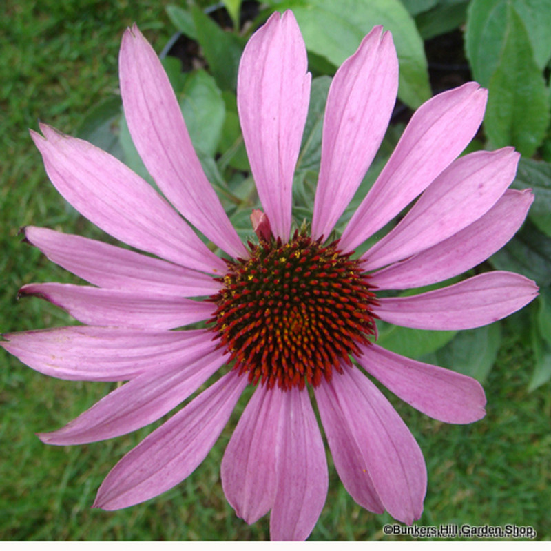 Echinacea purpurea 1L