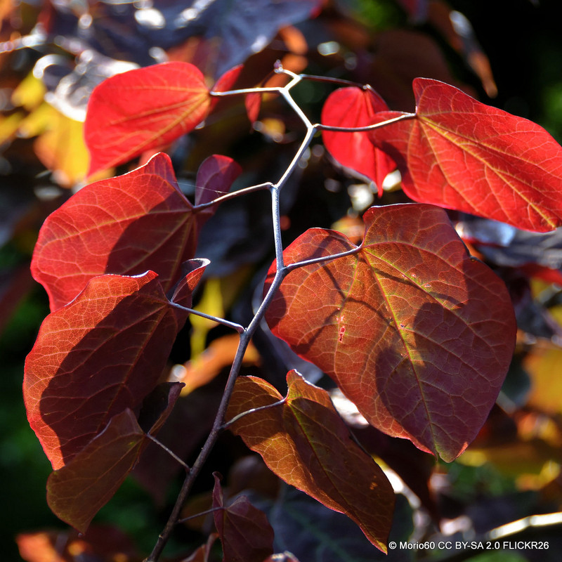 Cercis canadensis 'Eternal Flame' (150-175cm)