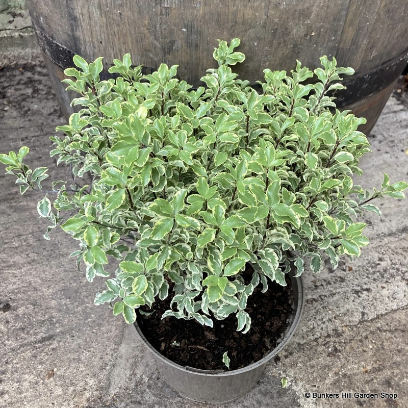 Pittosporum variegated - 5L