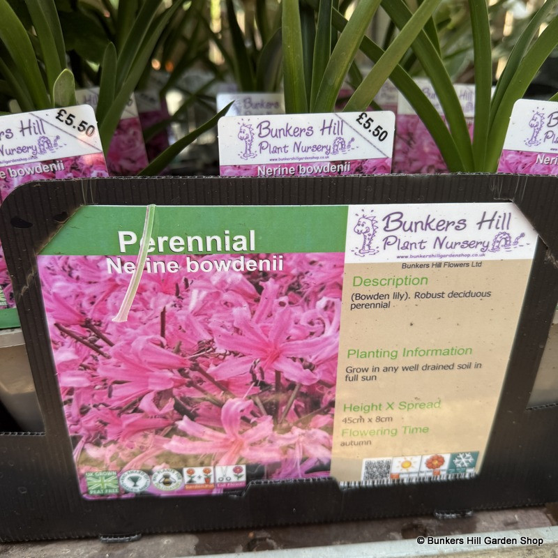 Nerine bowdenii-1L